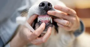 Periodontal Disease pet