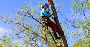 Tree Trimmer